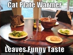 funny-pictures-cat-warms-plate