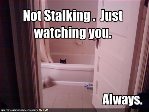 funny-pictures-cat-watches-you