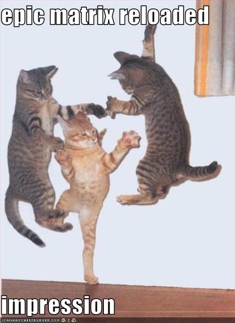 funny-pictures-cats-do-matrix-impression