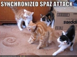 funny-pictures-cats-have-a-spaz-attack