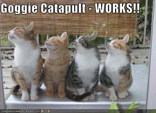 funny-pictures-cats-watch-dog-catapult