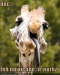 funny-pictures-giraffe-took-novocaine