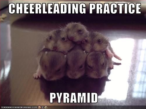 funny-pictures-hamsters-have-cheerleading-practice