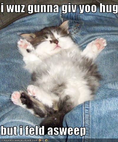 funny-pictures-kitten-fell-asleep-before-hug