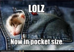 funny-pictures-kitten-is-pocket-sized