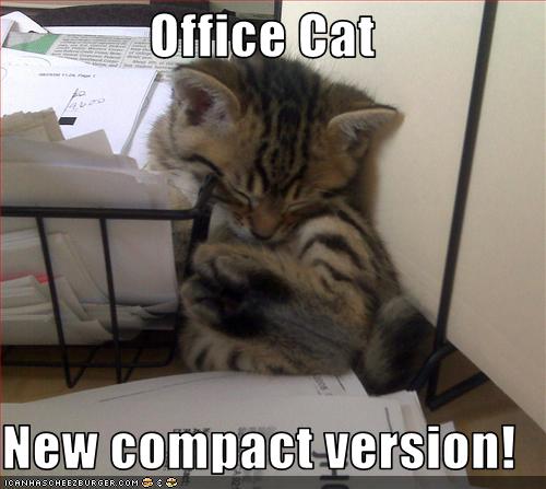 funny-pictures-kitten-sleeps-in-office