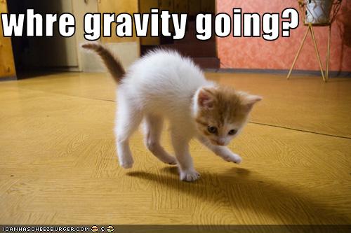 funny-pictures-kitten-wonders-where-gravity-went