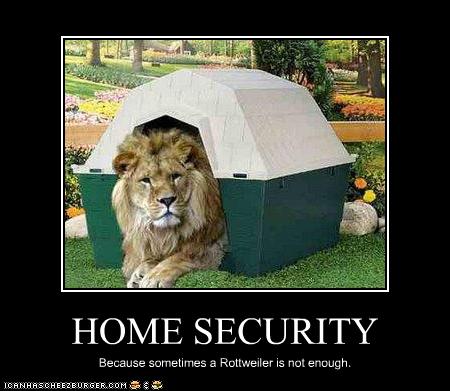 funny-pictures-lion-secures-your-home