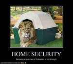 funny-pictures-lion-secures-your-home