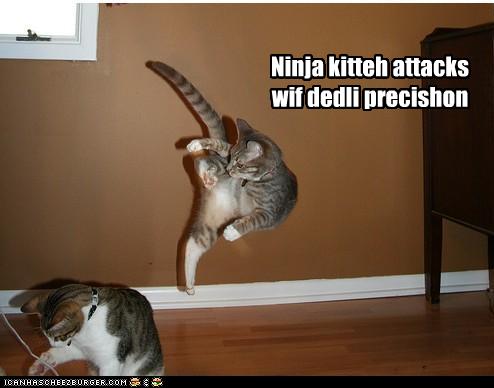 funny-pictures-ninja-cat-attacks