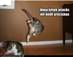 funny-pictures-ninja-cat-attacks