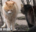 funny-pictures-one-cat-is-mad