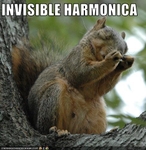 funny-pictures-squirrel-plays-invisible-harmonica