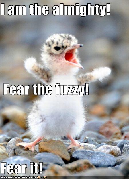funny-pictures-tiny-bird-is-fierce