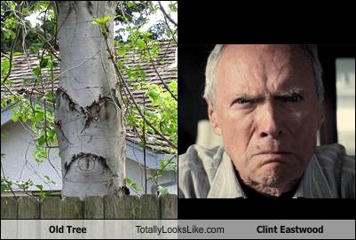old-tree-totally-looks-like-clint-eastwood