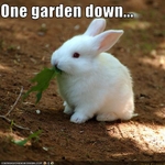 funny-pictures-bunny-eats-gardens