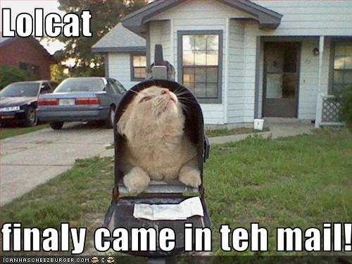 funny-pictures-cat-came-in-mail