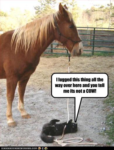 funny-pictures-cat-confuses-horse-with-cow