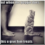 funny-pictures-cat-expects-treats
