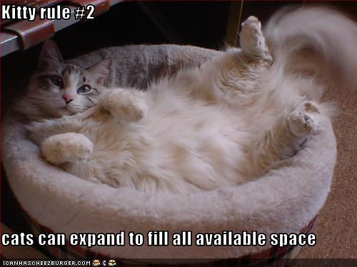 funny-pictures-cat-fills-space