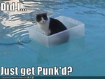 funny-pictures-cat-floats-in-pool
