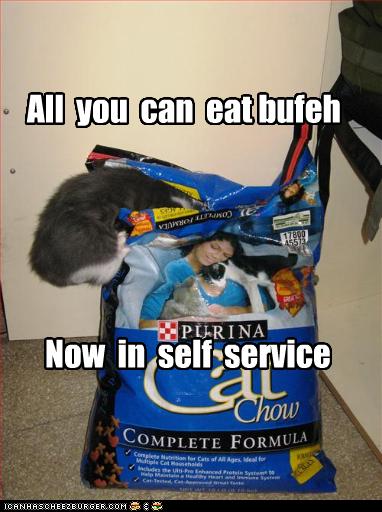 funny-pictures-cat-goes-to-buffet