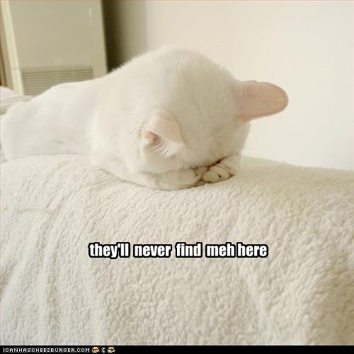 funny-pictures-cat-hides