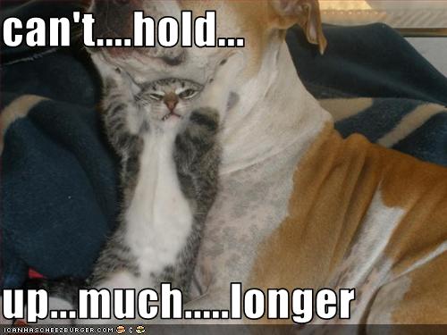 funny-pictures-cat-holds-up-dog