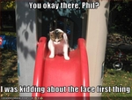 funny-pictures-cat-sends-friend-down-slide