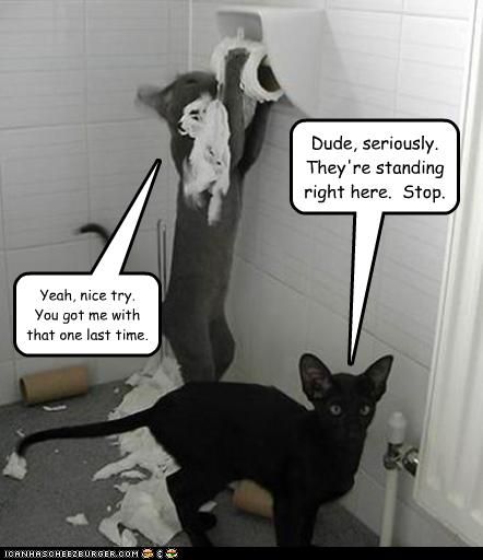 funny-pictures-cats-shred-toilet-paper