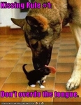 funny-pictures-dog-is-a-bad-kisser