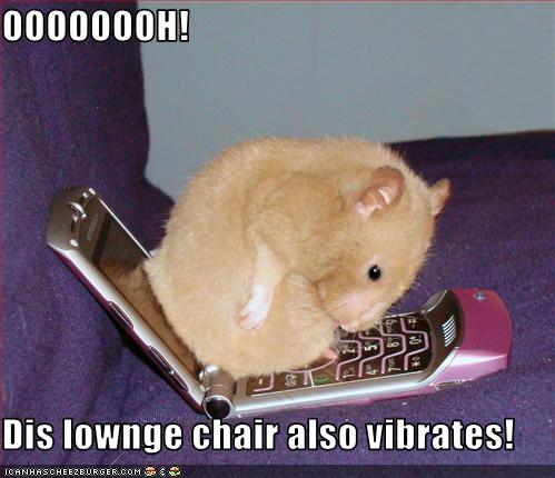 funny-pictures-hamster-has-new-chair