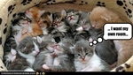 funny-pictures-kitten-wants-own-room