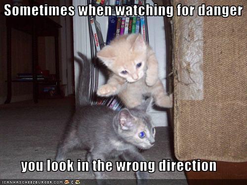 funny-pictures-kitten-watches-for-danger