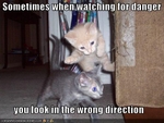 funny-pictures-kitten-watches-for-danger