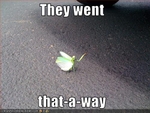 funny-pictures-mantis-gives-directions