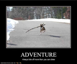 funny-dog-pictures-adventure-bite