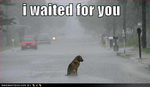 funny-dog-pictures-alone-street-rain-storm-waiting