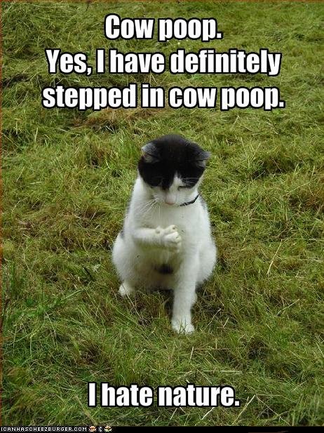 funny-pictures-cat-hates-nature1