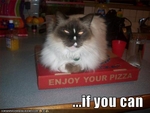 funny-pictures-cat-hopes-you-enjoy-your-pizza