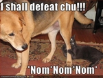 funny-pictures-cat-plans-to-defeat-dog