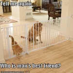 funny-pictures-cat-says-he-is-mans-best-friend