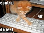 funny-pictures-cat-uses-the-keyboard-for-evil
