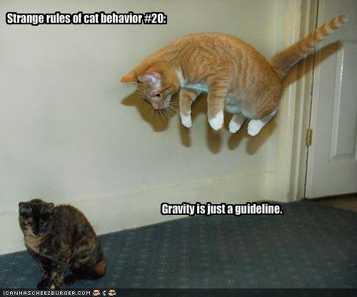 funny-pictures-cats-do-not-believe-in-gravity