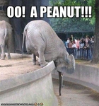 funny-pictures-elephant-is-excited-for-peanut