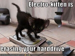funny-pictures-kitten-erases-your-hard-drive
