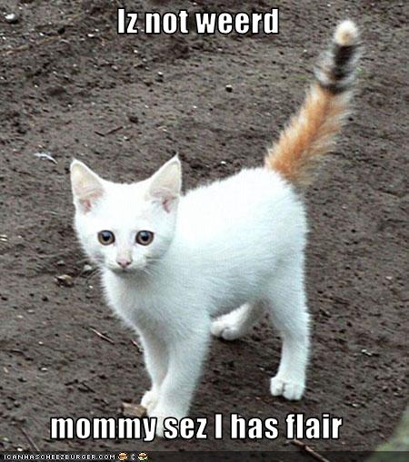 funny-pictures-kitten-thinks-he-has-flair