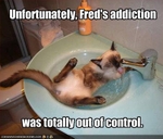 funny-pictures-your-cat-is-addicted-to-water