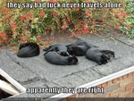 funny-pictures-black-cats-sleep-together