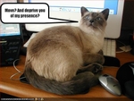 funny-pictures-cat-does-not-want-to-move